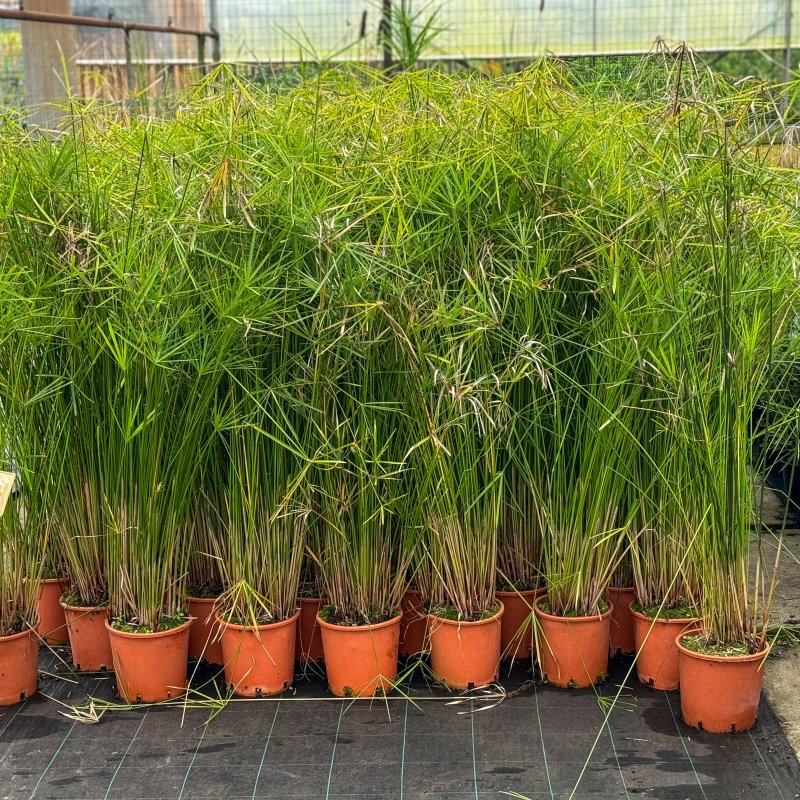 Cyperus alternifolius (Šachor striedavolistý) - kont. C9L, výška 130-230 cm